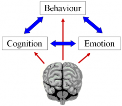 Services of a Neuropsychologist