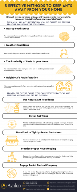 5 Effective Methods To Keep Ants Away From Your Home