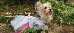 Sudaderas para perros