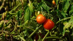 Expert in Tomatoes Growing