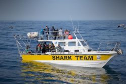 Disabled facilities shark cage diving