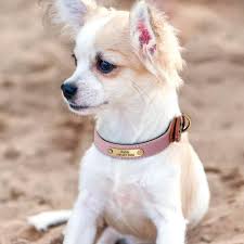 Cheap Custom Dog Collars