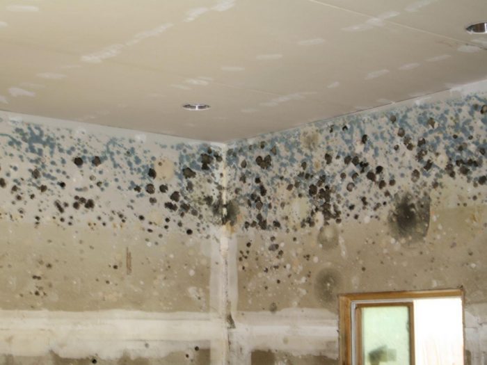 Different Types Of Mold