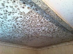 mould remediation melbourne