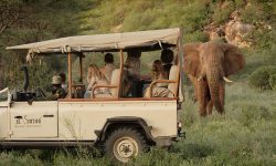 South African safari