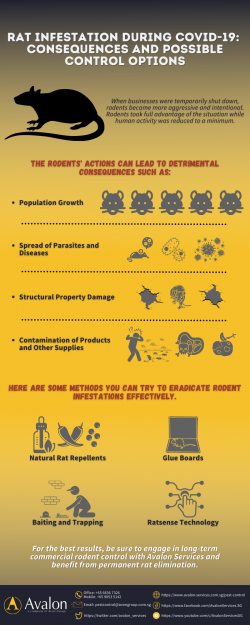 Rat Infestation During COVID-19: Consequences and Possible Control Options