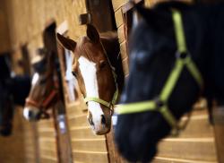 Omeprazole Horse Gastric Ulcer Treatment