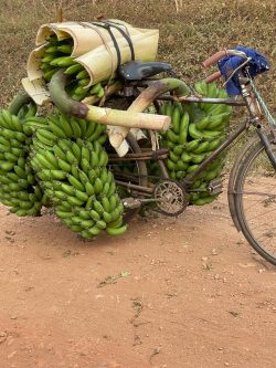 Matooke from the Farm in Uganda