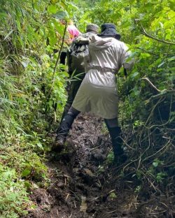 Volcanoes National park in Rwanda