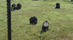 Ngamba Island Chimpanzee Sanctuary