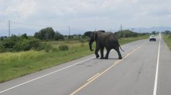 The elephant in Queen Elizabeth National Park