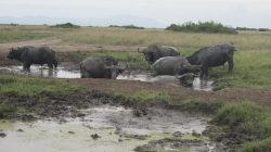 Hippos in Queen Elizabeth National Park