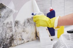 What Is The Process For Mold Remediation?