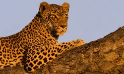 African safari honeymoon packages