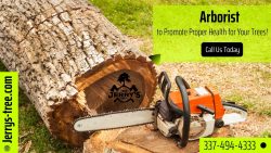 Professional Arborist Services in Louisiana