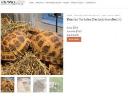 Russian tortoises for sale