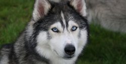 Malamute Dog Walking