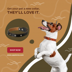 Best Dog Harness