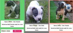 Buy American Bully Puppies Online