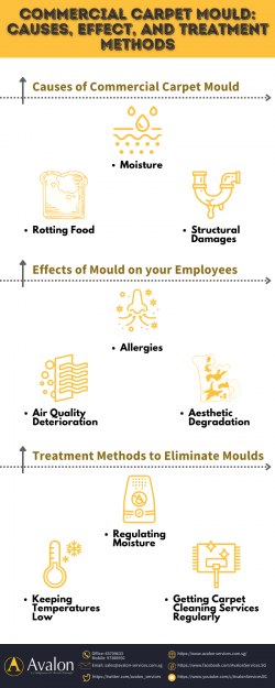 Commercial Carpet Mould: Causes, Effect, and Treatment Methods