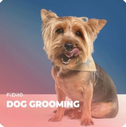 Dog Grooming Online Course