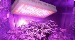 Best Led Grow Light Suppliers In China