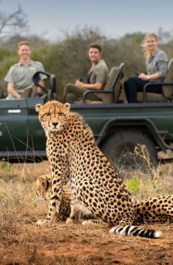 7 Best African Safari Companies To Book Your Trip