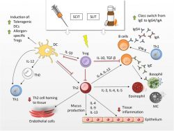 Chemical Modification of Birch Allergen Extract to Reduce Alxoid Allergenicity & Immunogenicity