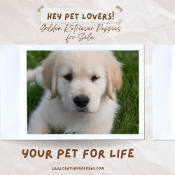 Golden Retriever Puppy For Sale