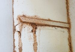 Termite Control San Antonio