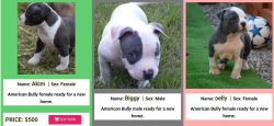 American Bully Puppies