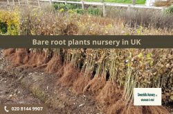 Bare root plants nursery in UK | Greenhills Nursery