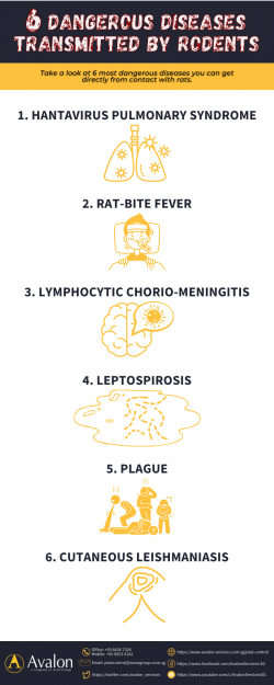 6 Dangerous Diseases Transmitted by Rodents