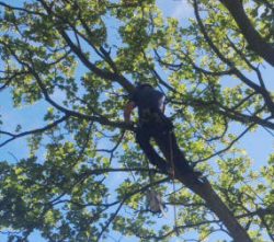 Tree Surgeon