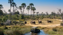 safari in Africa