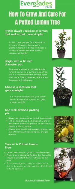 How To Grow And Care For A Potted Lemon Tree