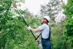 How Do You Trim a Tall Tree?