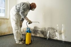 Professional Mold Removal In Stockton