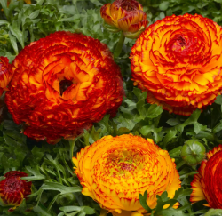 Grow Beautiful Ranunculus Flowers from Seeds