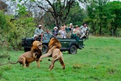 African safari