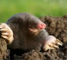 Mole Catcher Near Me