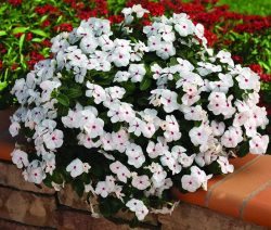 Beautiful Vinca Flower Seeds