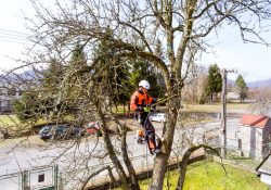 Commercial Tree Surgeons, Commercial Tree Surgery