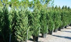 Conifer Hedging plants for sale in UK | Greenhills-Nursery