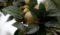 Cider Distillery Cornwall