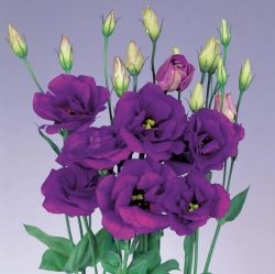 Lisianthus Seeds for Sale: Trailing Petunia