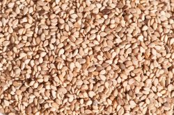 Natural Sesame Seed Supplier