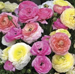 Ranunculus Seeds: Trailing Petunia