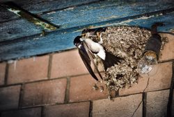 Birds Nest Removal