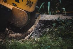 London Stump Grinding, Stump Removal North London